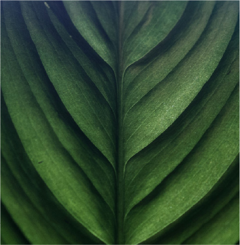 slide-3-bottom-right-leaves-80