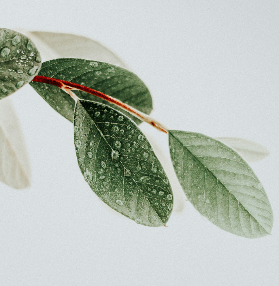 slider-01-top-right-leaves@2x-100