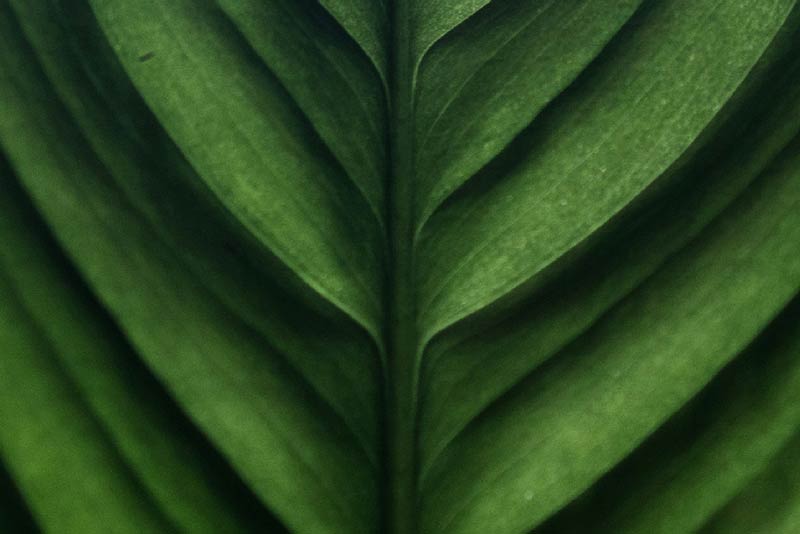 Green Plants
